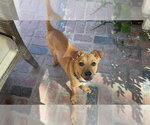 Small #8 Chihuahua