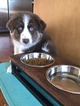 Small Photo #3 Australian Shepherd Puppy For Sale in NATIONAL CITY, CA, USA