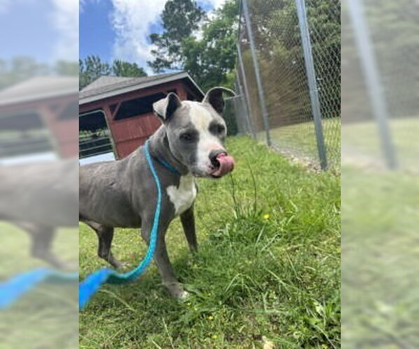 Medium Photo #3 American Pit Bull Terrier Puppy For Sale in Glen Allen, VA, USA