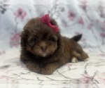 Small #2 ShihPoo