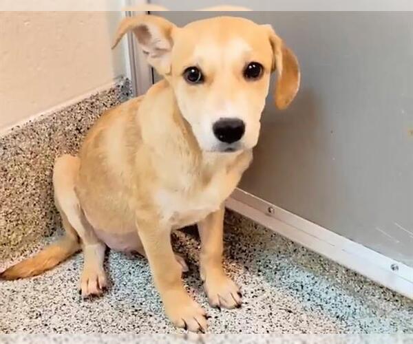 Medium Photo #2 Labrador Retriever Puppy For Sale in Houston, TX, USA
