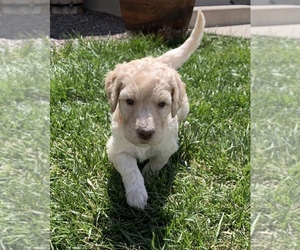 Goldendoodle Puppy for sale in BENNETT, CO, USA