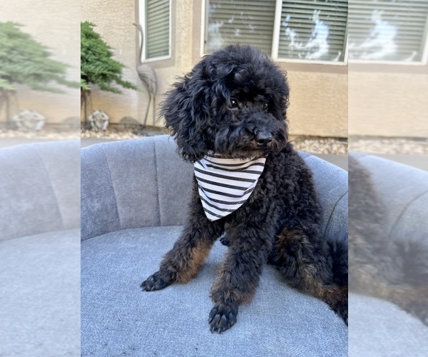 Medium Photo #1 Poodle (Toy) Puppy For Sale in SACRAMENTO, CA, USA