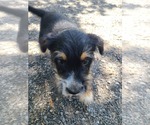 Small Photo #6 Australian Cattle Dog-Schnauzer (Standard) Mix Puppy For Sale in BLACKBIRD, DE, USA