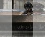Small Photo #4 Doberman Pinscher Puppy For Sale in SCAPPOOSE, OR, USA