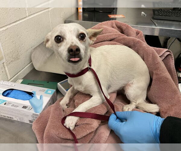 Medium Photo #1 Chihuahua Puppy For Sale in San Bernardino, CA, USA