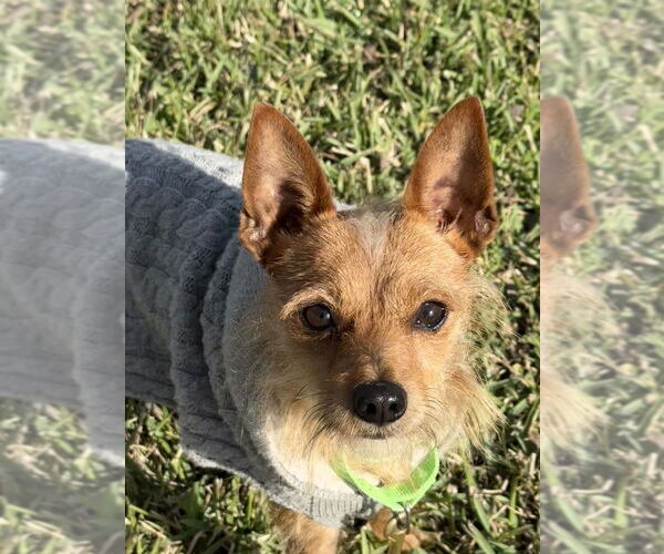 Medium Photo #4 Mutt Puppy For Sale in San Leon, TX, USA