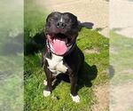 Small Staffordshire Bull Terrier Mix