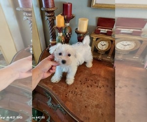 Maltese Puppy for sale in BELDING, MI, USA