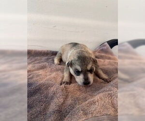 Labrador Retriever-Unknown Mix Dogs for adoption in Houston, TX, USA