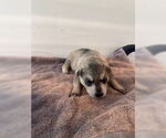 Small Labrador Retriever Mix