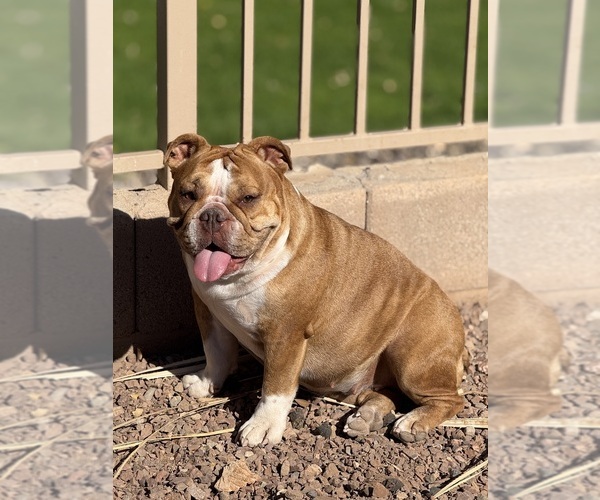 Medium Photo #1 Bulldog Puppy For Sale in SUN CITY, AZ, USA