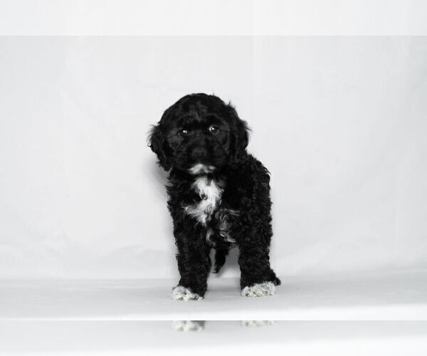 Medium Photo #3 Cockapoo Puppy For Sale in NAPPANEE, IN, USA