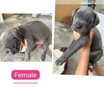 Small Photo #5 Cane Corso Puppy For Sale in MAGNOLIA SQUARE, FL, USA