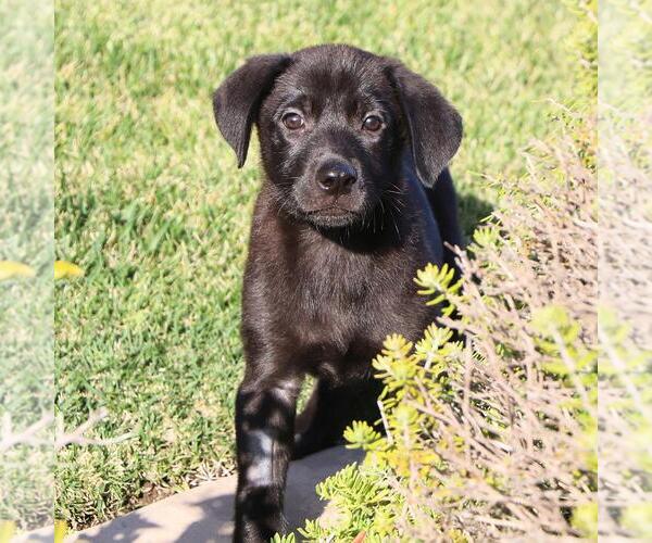 Medium Photo #6 Labrador Retriever-Unknown Mix Puppy For Sale in San Diego, CA, USA