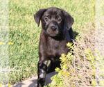 Small #5 Labrador Retriever Mix