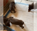 Small #2 Miniature Pinscher