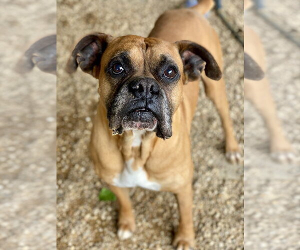 Medium Photo #2 Boxer Puppy For Sale in Austin, TX, USA