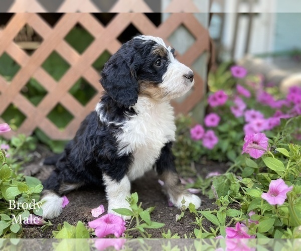 Medium Photo #1 Bernedoodle Puppy For Sale in WEST BRANCH, MI, USA