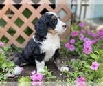 Small Photo #1 Bernedoodle Puppy For Sale in WEST BRANCH, MI, USA