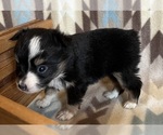 Small #4 Miniature Australian Shepherd