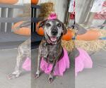 Small #17 Catahoula Leopard Dog Mix