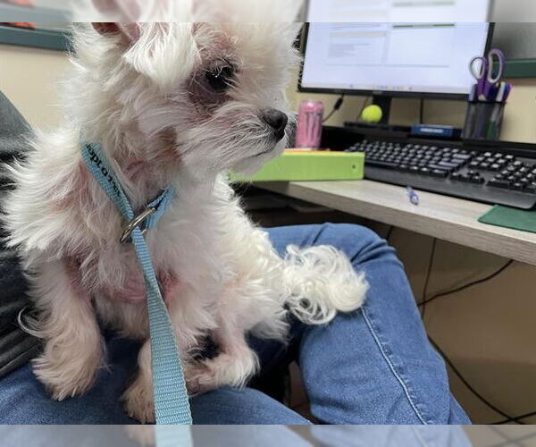 Medium Photo #1 Mal-Shi Puppy For Sale in Pasadena, CA, USA