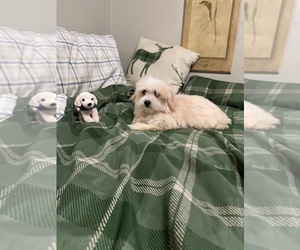 Maltese-Poodle (Toy) Mix Puppy for sale in BENSON, NC, USA