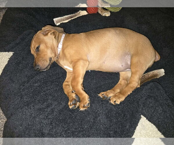 Medium Photo #5 Dachshund-Doberman Pinscher Mix Puppy For Sale in Buffalo, MN, USA