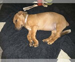 Small #4 Dachshund-Doberman Pinscher Mix