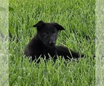 Small #2 German Shepherd Dog
