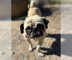 Pug Dogs for adoption in Salinas, CA, USA