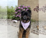 Small German Shepherd Dog