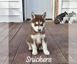 Puppy Snickers Siberian Husky