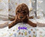 Puppy Cedar   Purple Poodle (Standard)