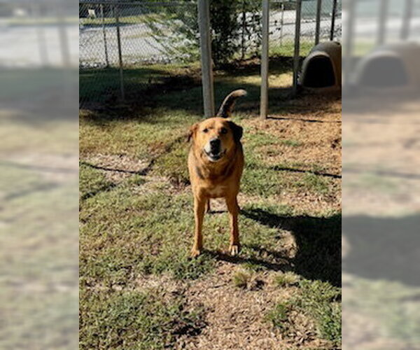 Medium Photo #1 Mutt Puppy For Sale in Sparta, TN, USA