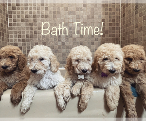 Goldendoodle Puppy for sale in MACCLENNY, FL, USA