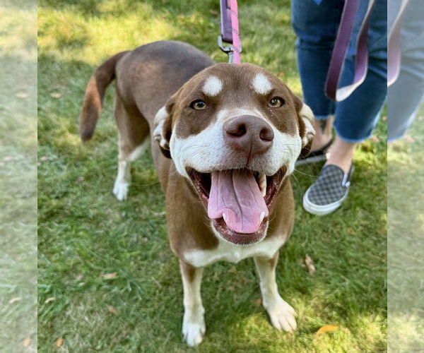 Medium Photo #3 Siberian Husky-Unknown Mix Puppy For Sale in GILBERTS, IL, USA