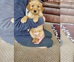 Small Photo #1 Golden Retriever Puppy For Sale in DAKOTA, MN, USA