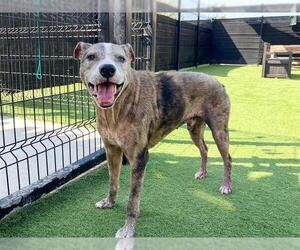 Catahoula Leopard Dog Dogs for adoption in Orange, CA, USA