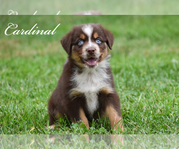 View Ad: Australian Shepherd Puppy for Sale near Missouri, EASTON 