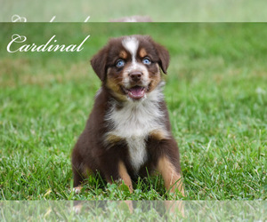 Australian Shepherd Puppy for sale in EASTON, MO, USA