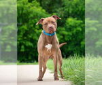 Small #1 American Pit Bull Terrier