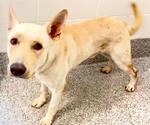 Small #1 German Shepherd Dog Mix