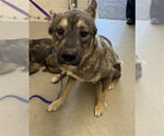 Small German Shepherd Dog Mix