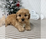 Small #2 Cavapoo (Miniature)