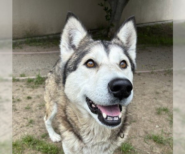 Medium Photo #2 Siberian Husky Puppy For Sale in Martinez, CA, USA