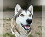 Small #1 Siberian Husky