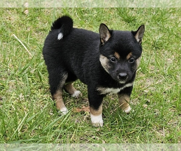 Medium Photo #8 Shiba Inu Puppy For Sale in CLARK, MO, USA