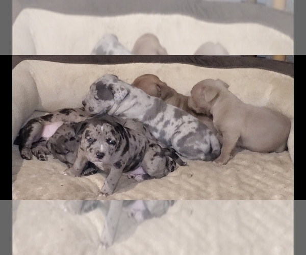 Medium Photo #7 American Bully Puppy For Sale in WEST MILTON, OH, USA